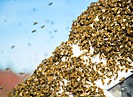 В Волгограде засняли рой пчел, облепивший «Ладу» у ТЦ в Волгограде
